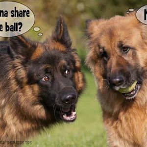 Meet your Posher, Ray